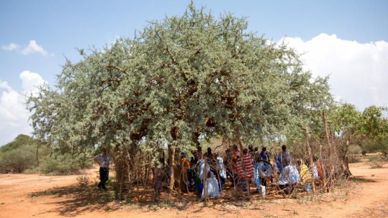Polio is back! MAF supports Tanzania’s vaccination drive news post on AvPay big shaded tree
