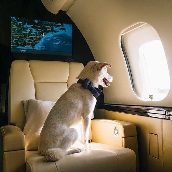 Total Fly dog looking out the window of a private jet